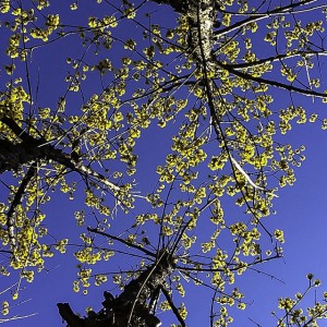 木の枝に固定し、天に向けて撮る作例